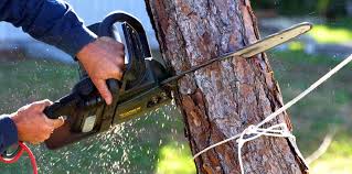 How Our Tree Care Process Works  in  Oak Park Heights, MN